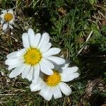 Leucanthemopsis alpina 花