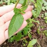 Chenopodium polyspermum Blad