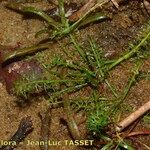 Caropsis verticillatoinundata Habitus