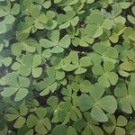Marsilea quadrifolia Libunga