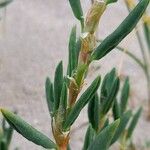 Polygonum maritimum Kôra