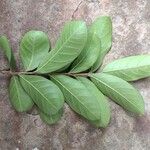 Psidium guineense List