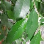 Ficus benjamina Blatt