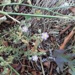 Spergularia rubra Flor