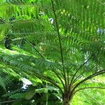 Cyathea arborea موطن