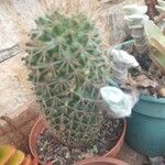 Mammillaria matudae Кара