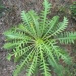 Sonchus canariensis Blatt