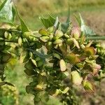 Atriplex hortensis Fruto