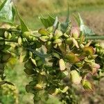 Atriplex hortensis Gyümölcs