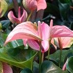 Anthurium scherzerianum Fleur