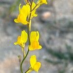 Linaria spartea Virág