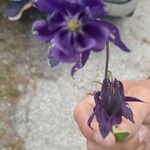 Aquilegia alpinaFlor