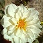 Dahlia x cultorum Floare