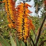 Aloe marlothii Цветок