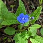 Omphalodes verna Цвят