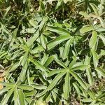 Potentilla alchimilloides Leaf