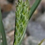 Sclerochloa dura Fruit