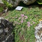 Thymus villosus Habit