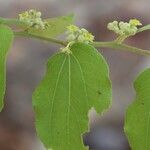 Ziziphus mucronata ഇല