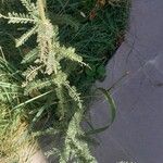 Achillea nobilis Blad