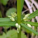 Polygonatum verticillatum 花