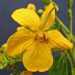 Senna hayesiana Flower