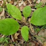 Andersonglossum virginianum Folha