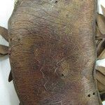 Macrosamanea pubiramea Otro