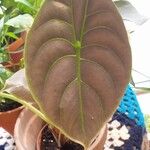 Alocasia cuprea List