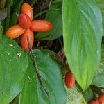 Aglaonema marantifolium Fruit