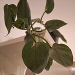 Philodendron hastatum Hoja