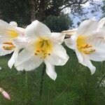 Lilium regale फूल