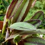 Cattleya wittigiana Folla