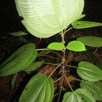 Miconia crenulata برگ