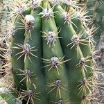 Echinopsis candicans Habit