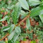 Pyracantha coccineaBlad