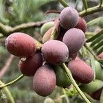 Cephalotaxus fortunei Frukt