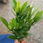 Ixora coccineaFlower