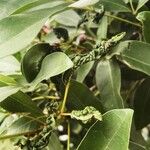 Tabebuia pallida Blatt