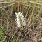 Spiranthes magnicamporumFlower