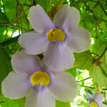 Thunbergia grandiflora Цветок