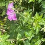 Geranium × oxonianum Hábito