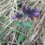 Pulmonaria montanaFleur