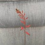 Aloe juvenna Flower