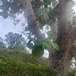 Ficus auriculata Liść
