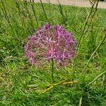 Allium nigrumBlomst