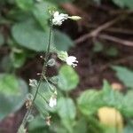 Circaea lutetiana Flower