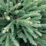 Cryptomeria japonica Leaf