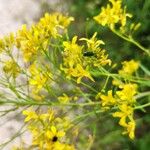 Sisymbrium strictissimum Žiedas