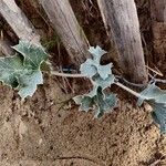 Eryngium maritimum অভ্যাস